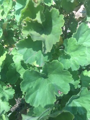 Pelargonium inquinans