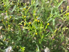 Senecio quadridentatus