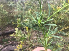 Senecio quadridentatus