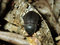 Mimopeus opaculus
