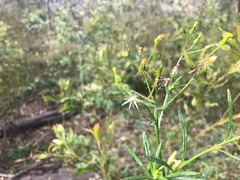 Senecio quadridentatus