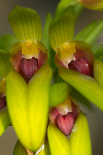 Strong-Smelling Bulb