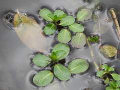 Ludwigia peploides montevidensis