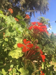 Pelargonium inquinans