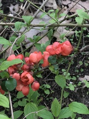 Chaenomeles japonica