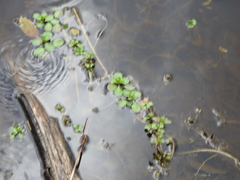 Ludwigia peploides montevidensis