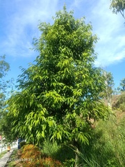 Ficus celebensis