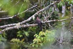 Macropygia tenuirostris