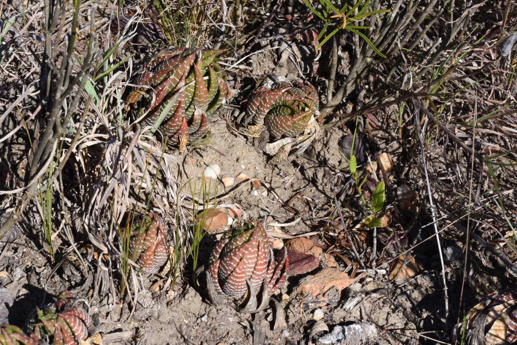 Fasciated Haworthia