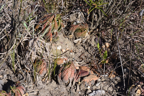 Fasciated Haworthia (Haworthiopsis fasciata)