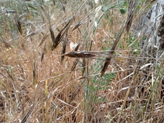 Triticum dicoccoides