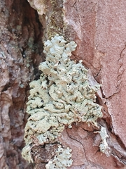 Hypogymnia farinacea