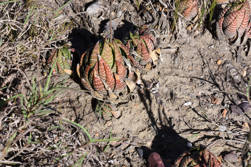 Haworthiopsis fasciata