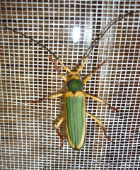 Chlorida cincta
