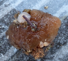 Molgula retortiformis