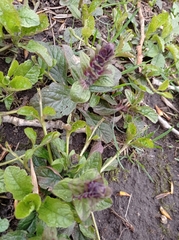 Ajuga reptans