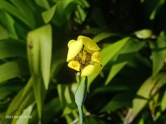 Trimezia martinicensis