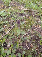 Ajuga reptans
