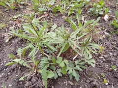 Ranunculus auricomus