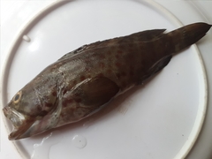 Epinephelus bleekeri