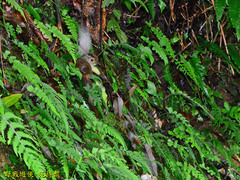 Schoeniparus brunneus