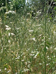 Tordylium carmeli