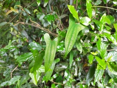 Dioscorea japonica