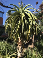 Aloe thraskii