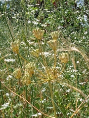 Heptaptera anisoptera