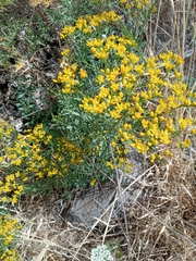 Haplophyllum buxbaumii