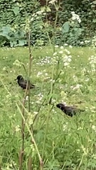 Sturnus vulgaris