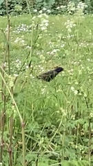 Sturnus vulgaris