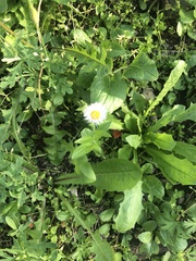 Erigeron philadelphicus
