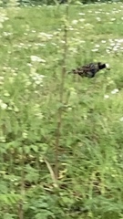 Sturnus vulgaris