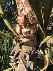 Aloe thraskii