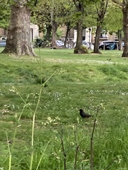 Sturnus vulgaris