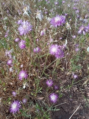 Centaurea crocodylium