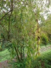 Ligustrum liukiuense