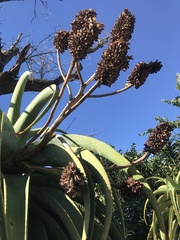 Aloe thraskii