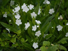 Dasynotus daubenmirei