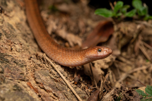 Black Cross-barred Kukri Snake