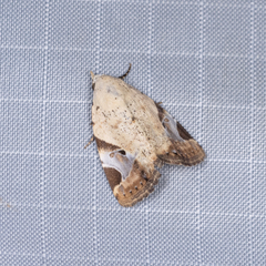 Pseudeustrotia semialba