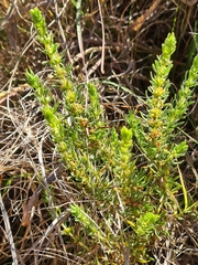 Pollichia campestris