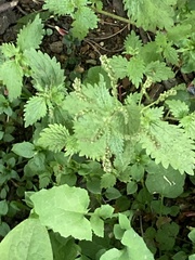 Urtica dioica