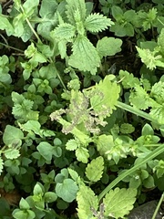 Urtica dioica