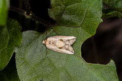 Strotihypera macroplaga