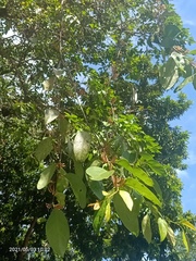 Dendrophthoe pentandra