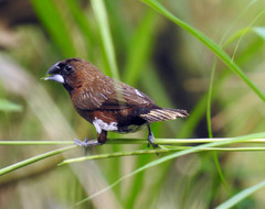 Lonchura leucogastra