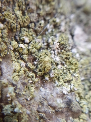 Hypocenomyce scalaris