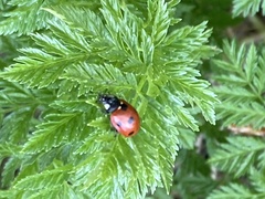 Coccinella septempunctata